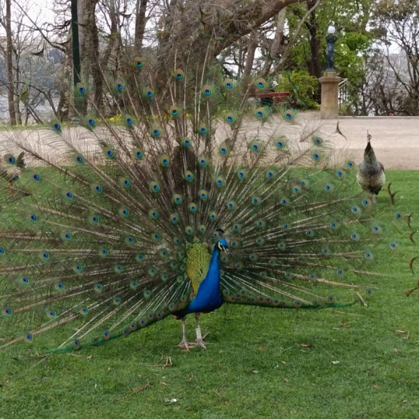 Pavão